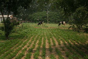 Green Cow Farm